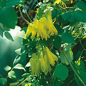 prettywildseeds2935029