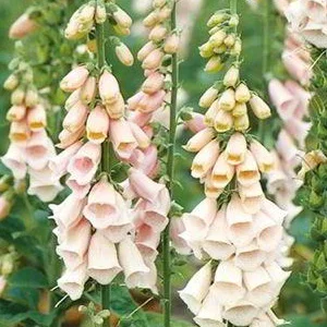 prettywildseeds2935084