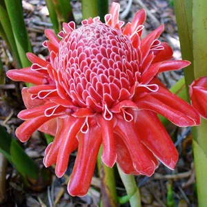 prettywildseeds2935100
