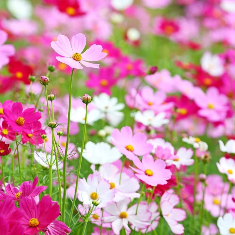 prettywildseeds2935134