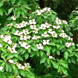 prettywildseeds2935152