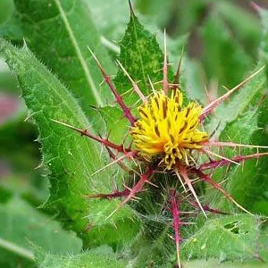 prettywildseeds2935167