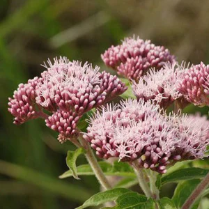 prettywildseeds2935186