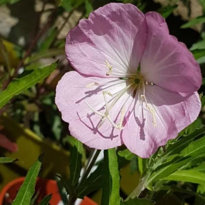 prettywildseeds2935202