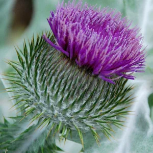 prettywildseeds2935220