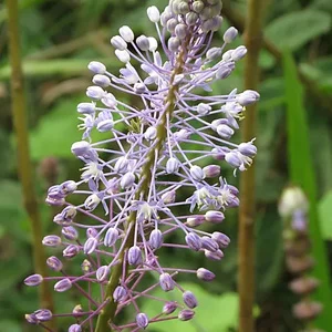 prettywildseeds2935234