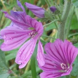 prettywildseeds2935275