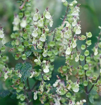 prettywildseeds2935385