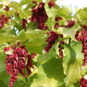 prettywildseeds2935434