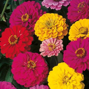 prettywildseeds2935451