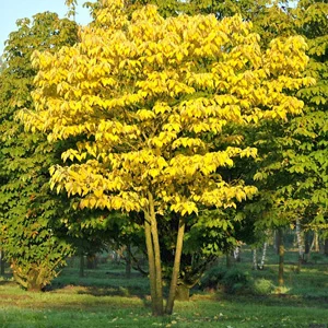prettywildseeds2935527