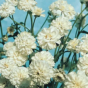 prettywildseeds2935641