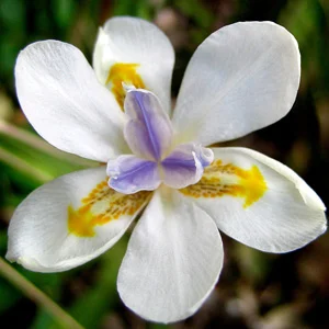 prettywildseeds2935650