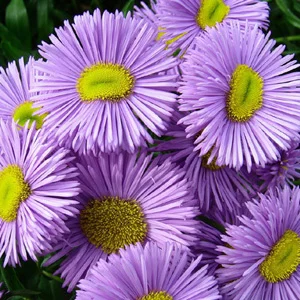 prettywildseeds2935692