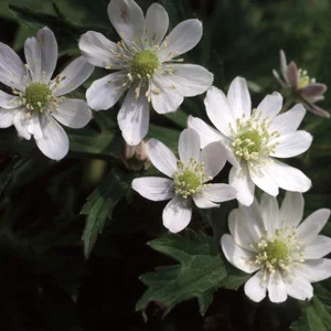 prettywildseeds2935707