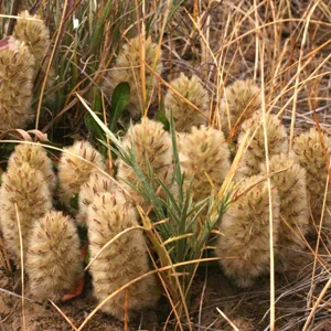 prettywildseeds2935827