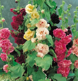 prettywildseeds2935841