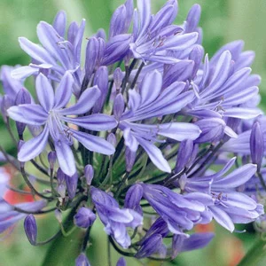 prettywildseeds2935872