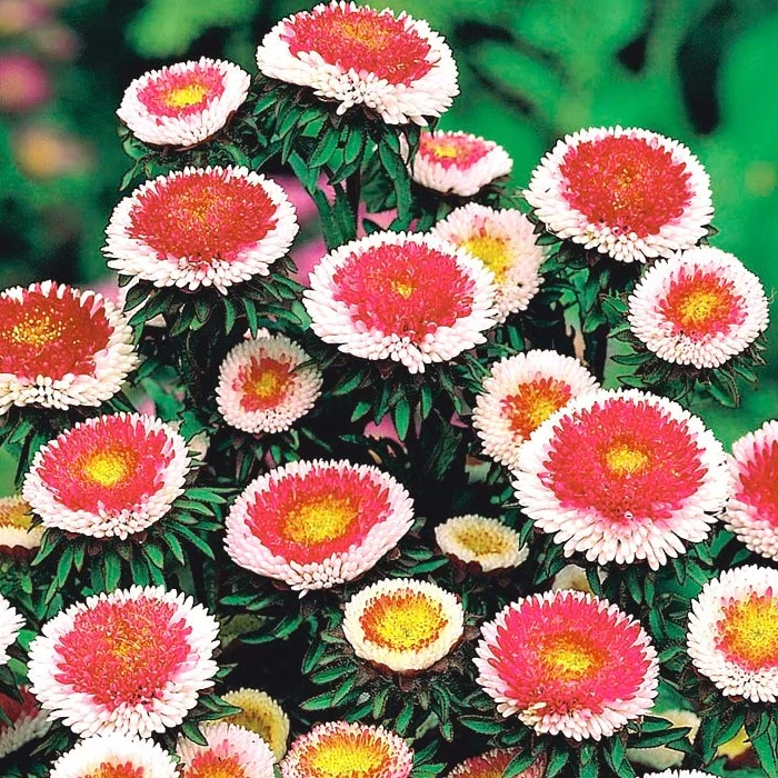 prettywildseeds2935897