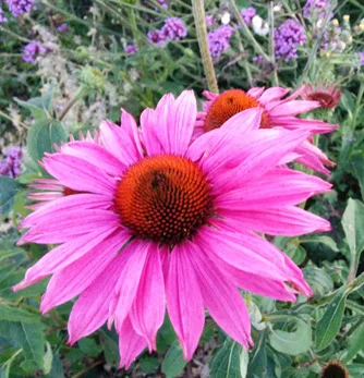 prettywildseeds2935940