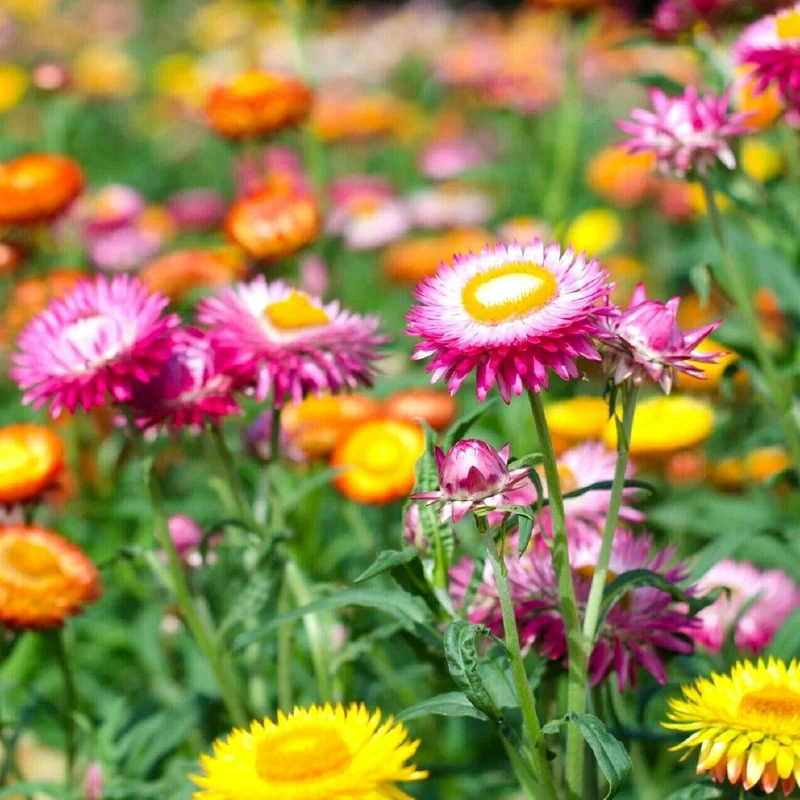 prettywildseeds2936000