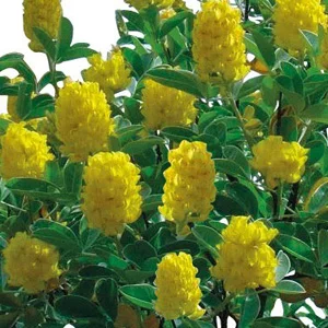 prettywildseeds2936021