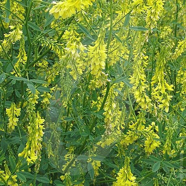prettywildseeds2936035