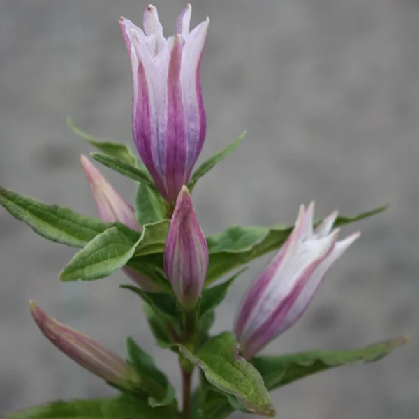 prettywildseeds2936143
