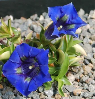 prettywildseeds2936225