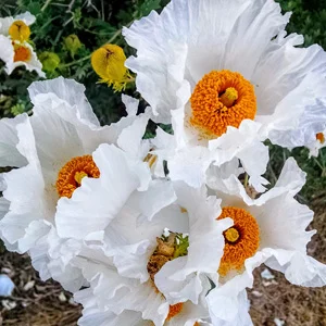 prettywildseeds2936238
