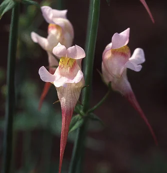 prettywildseeds2936281