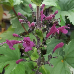 prettywildseeds2936297