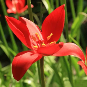 prettywildseeds2936350