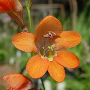 prettywildseeds2936407