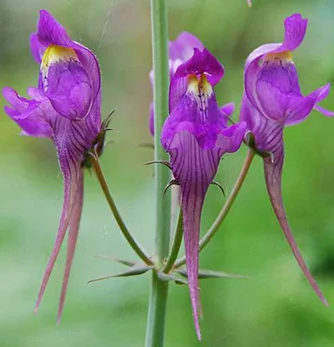 prettywildseeds2936427
