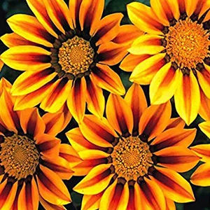 prettywildseeds2936484