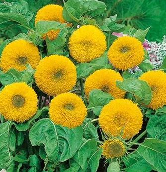 prettywildseeds2936500