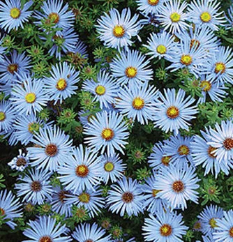 prettywildseeds2936518