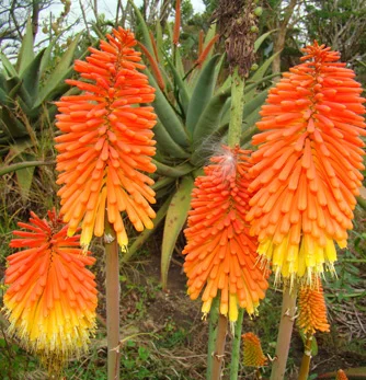 prettywildseeds2936539