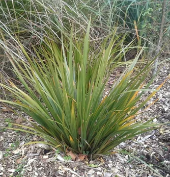 prettywildseeds2936561