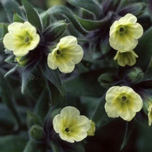 prettywildseeds2936593