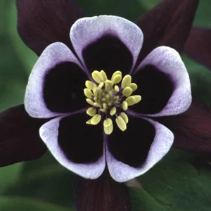 prettywildseeds2937242