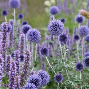 prettywildseeds2937394