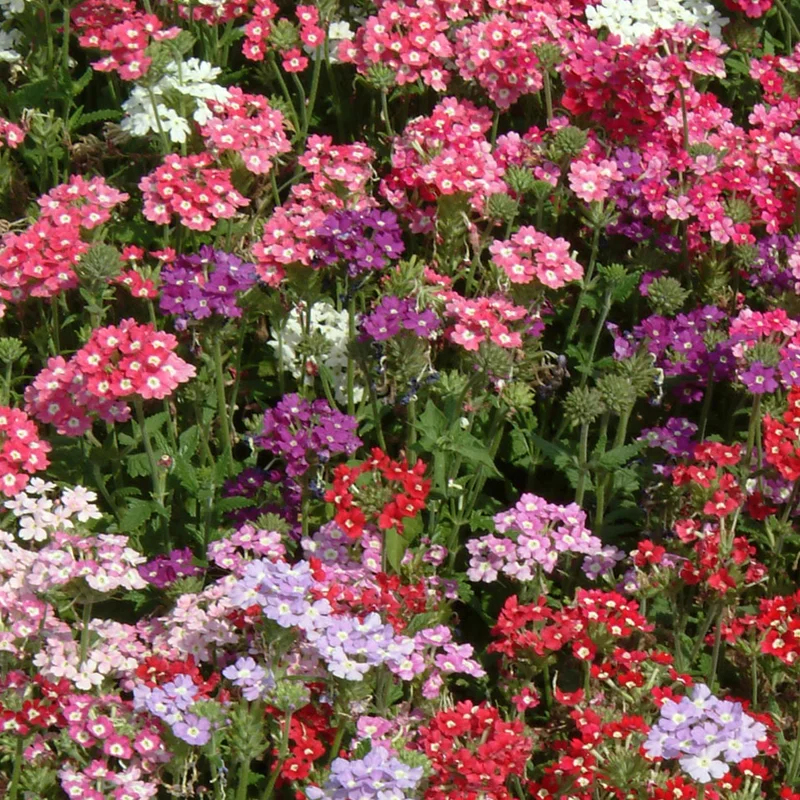 prettywildseeds2937431