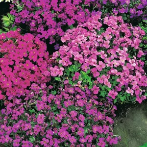 prettywildseeds2937470