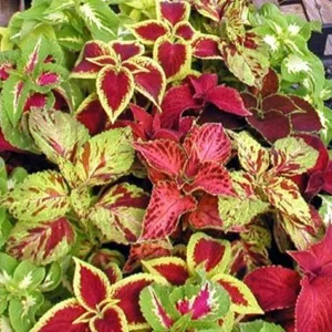 prettywildseeds2937519