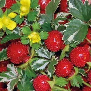 prettywildseeds2937538