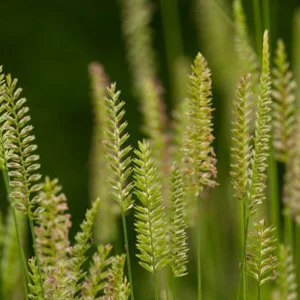 prettywildseeds2937558