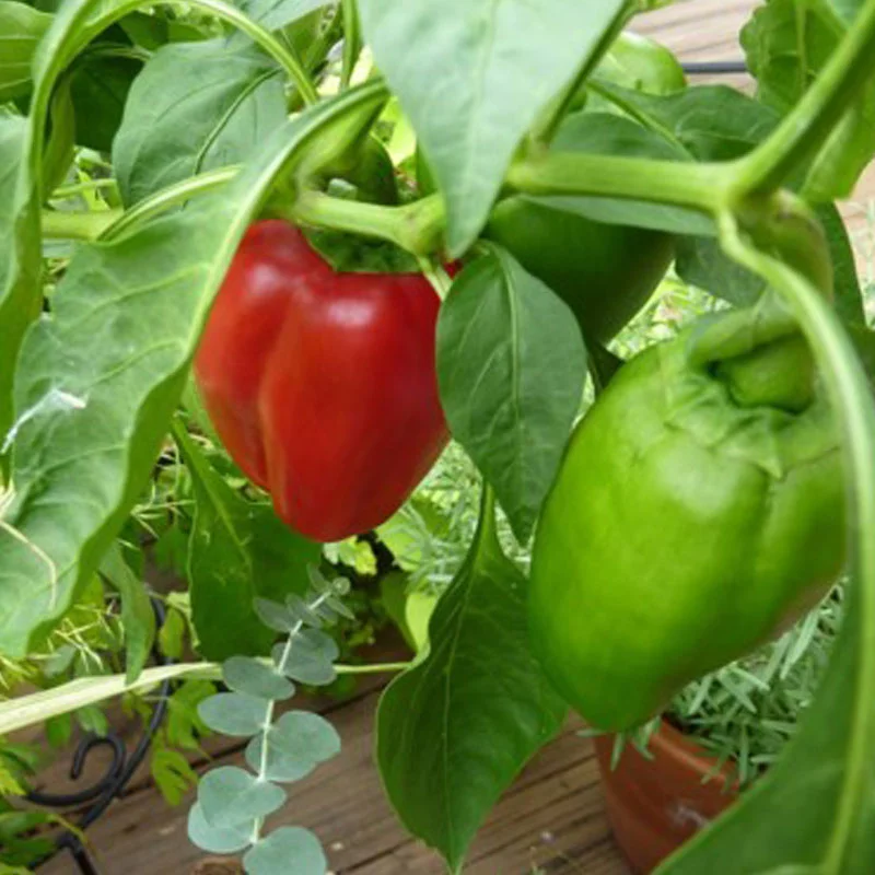 prettywildseeds2937648