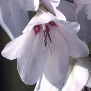 prettywildseeds2937662
